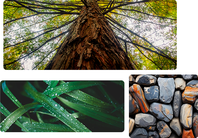 Natureza em Foco